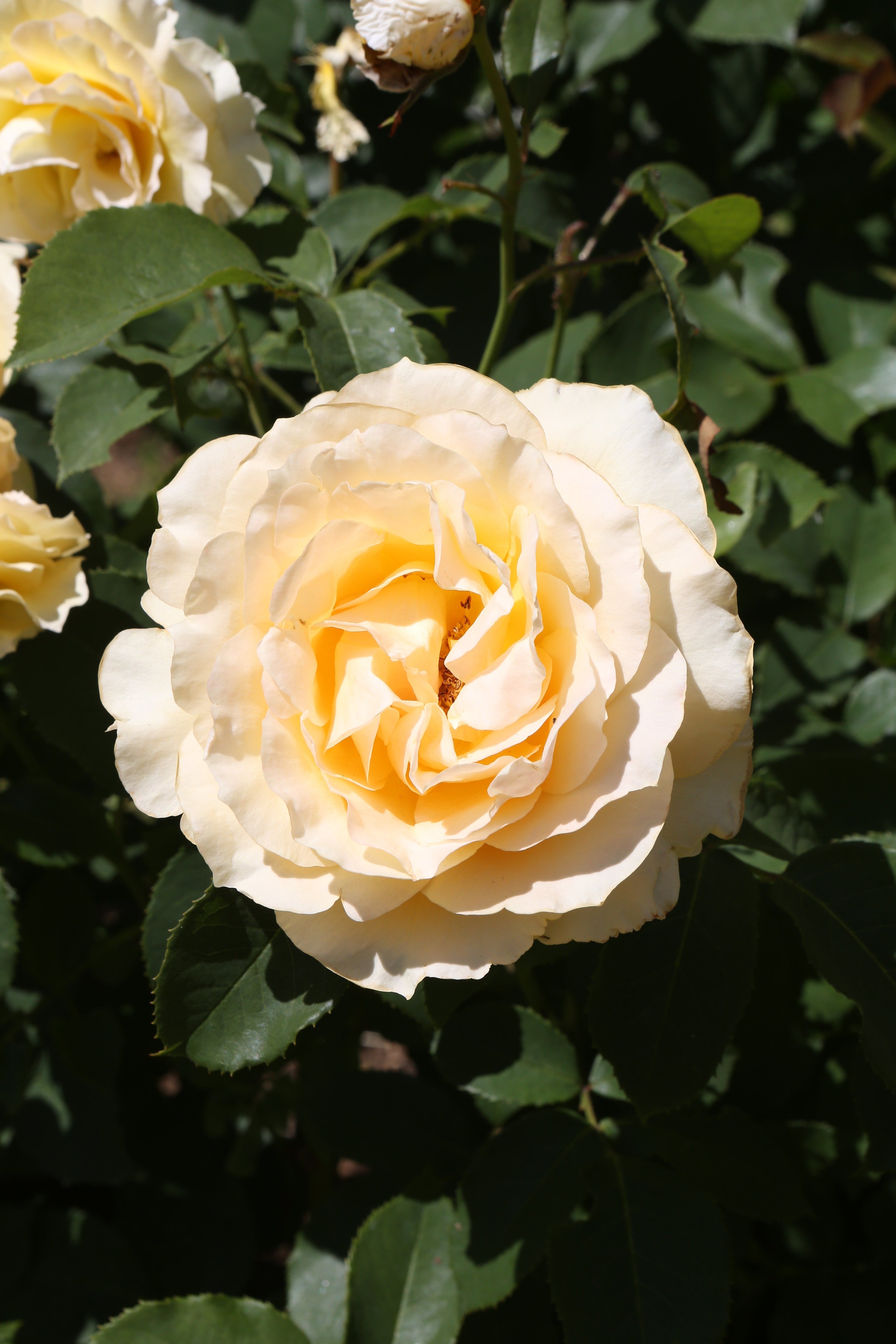 Rosa SOPHIA RENAISSANCE®