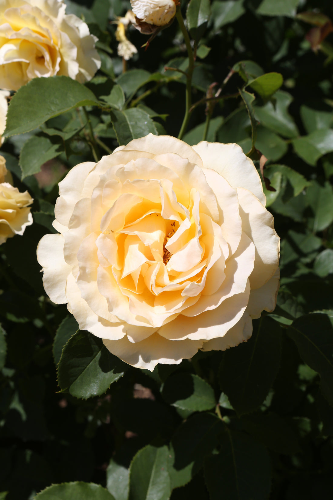 Rosa SOPHIA RENAISSANCE®