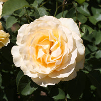 Rosa SOPHIA RENAISSANCE®