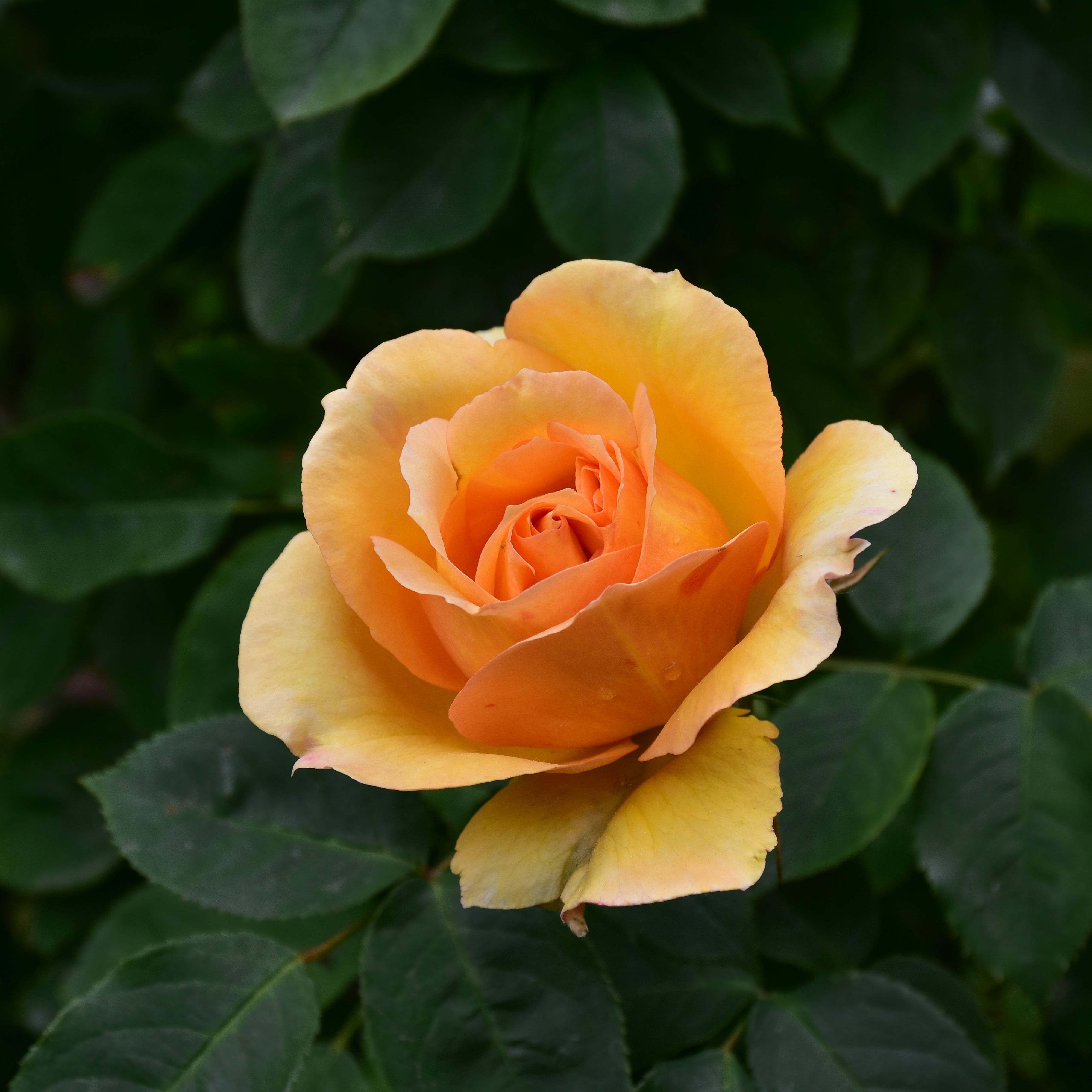 Rosa SOPHIA RENAISSANCE®