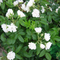 Rosa 'White Grootendorst'