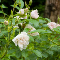 Rosa 'White Grootendorst'