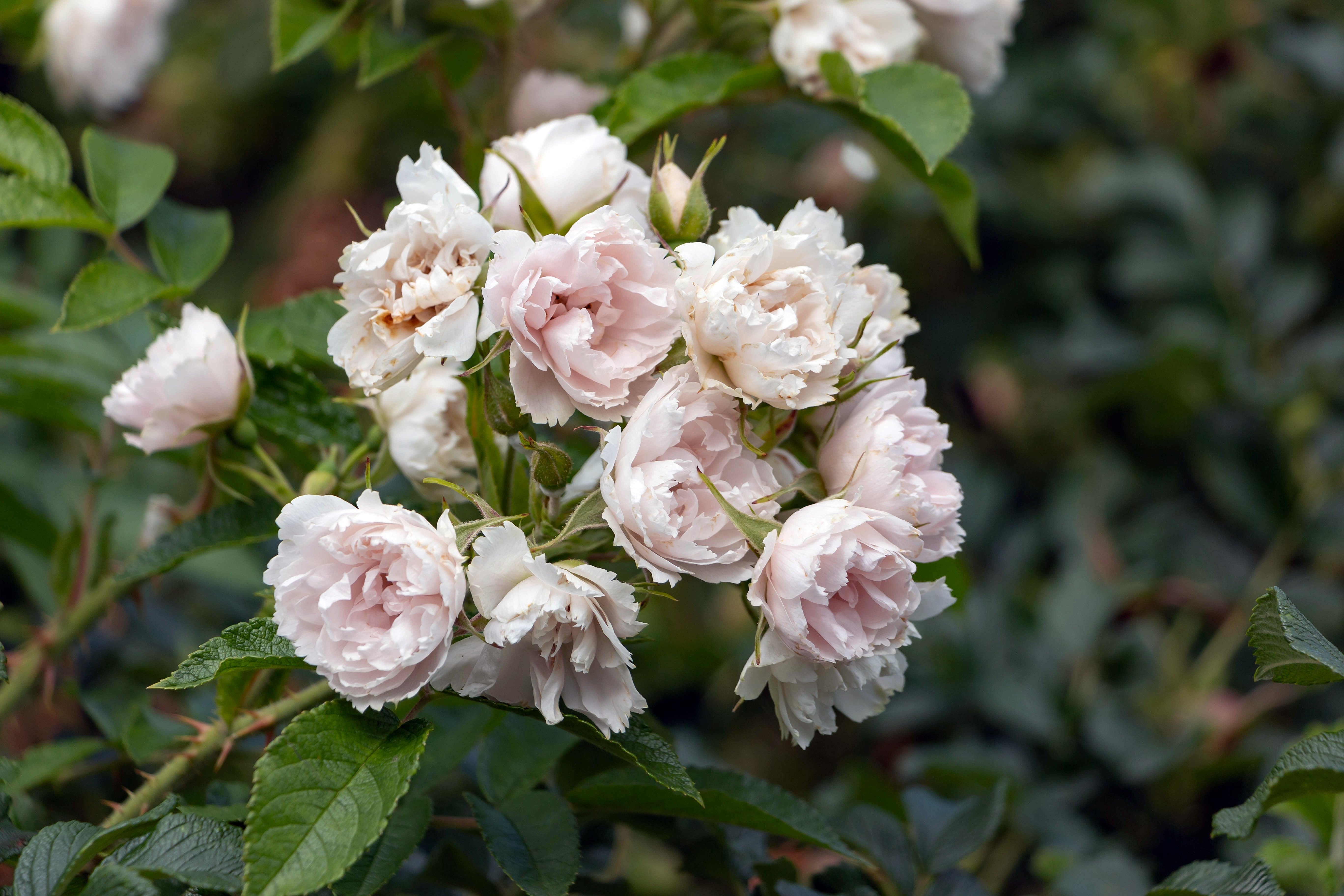 Rosa 'White Grootendorst'
