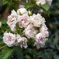 Rosa 'White Grootendorst'
