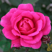 Rosa 'Kim Wall'