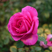 Rosa 'Kim Wall'