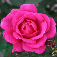 Rosa 'Kim Wall'