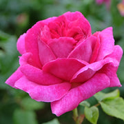 Rosa 'Kim Wall'