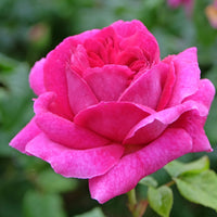 Rosa 'Kim Wall'
