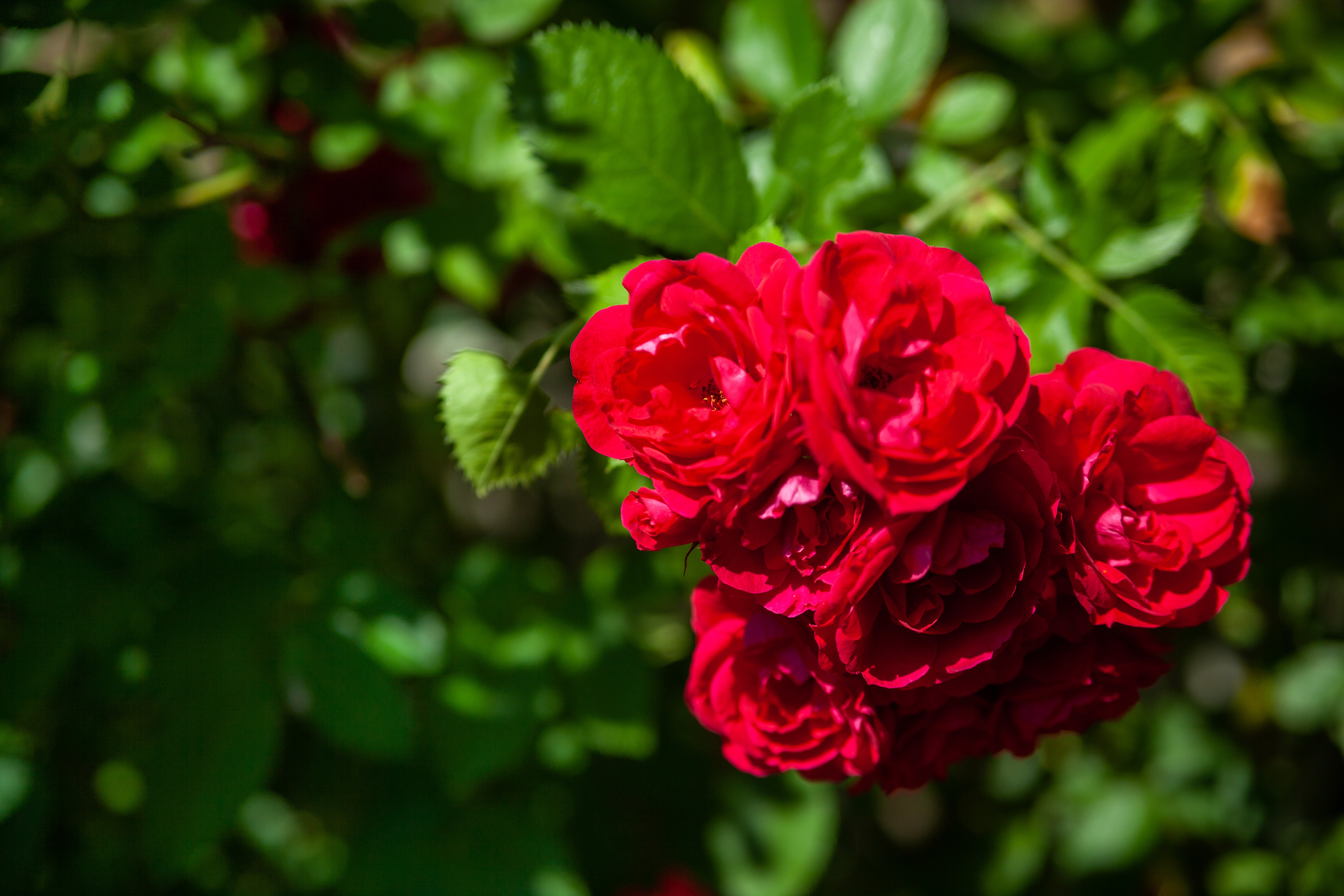Rosa RED FAIRY
