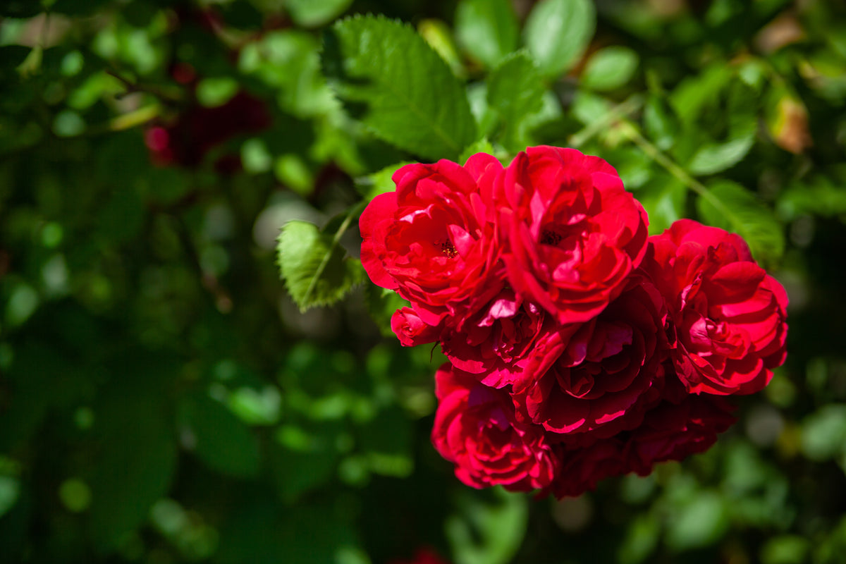 Rosa RED FAIRY