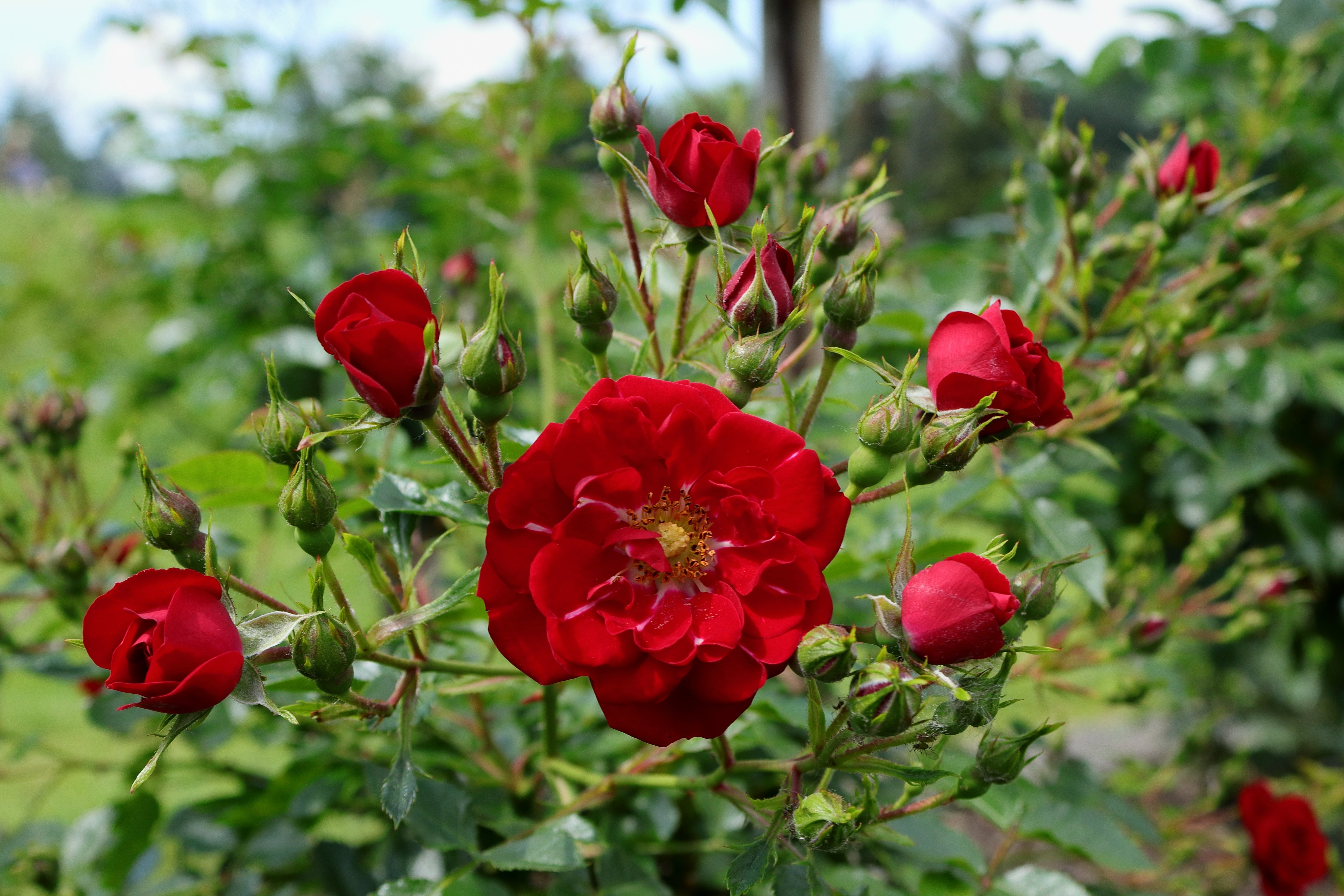 Rosa RED FAIRY