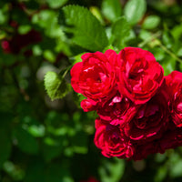Rosa RED FAIRY