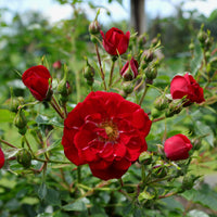 Rosa RED FAIRY