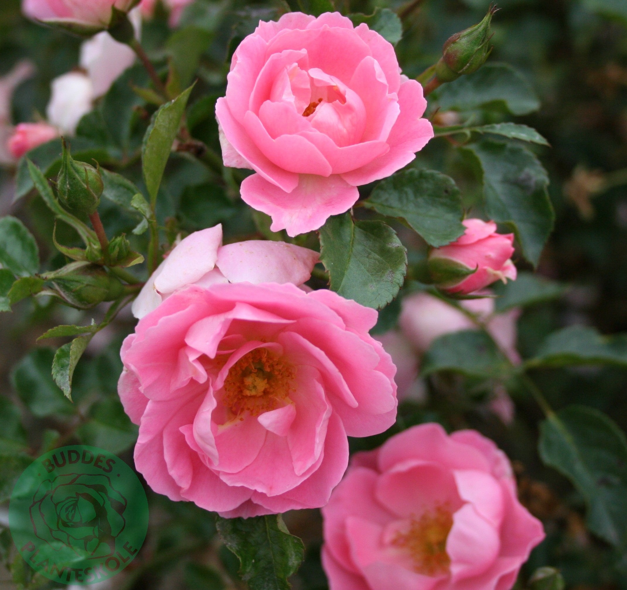 Rosa SOMMERWIND