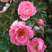 Rosa SOMMERWIND