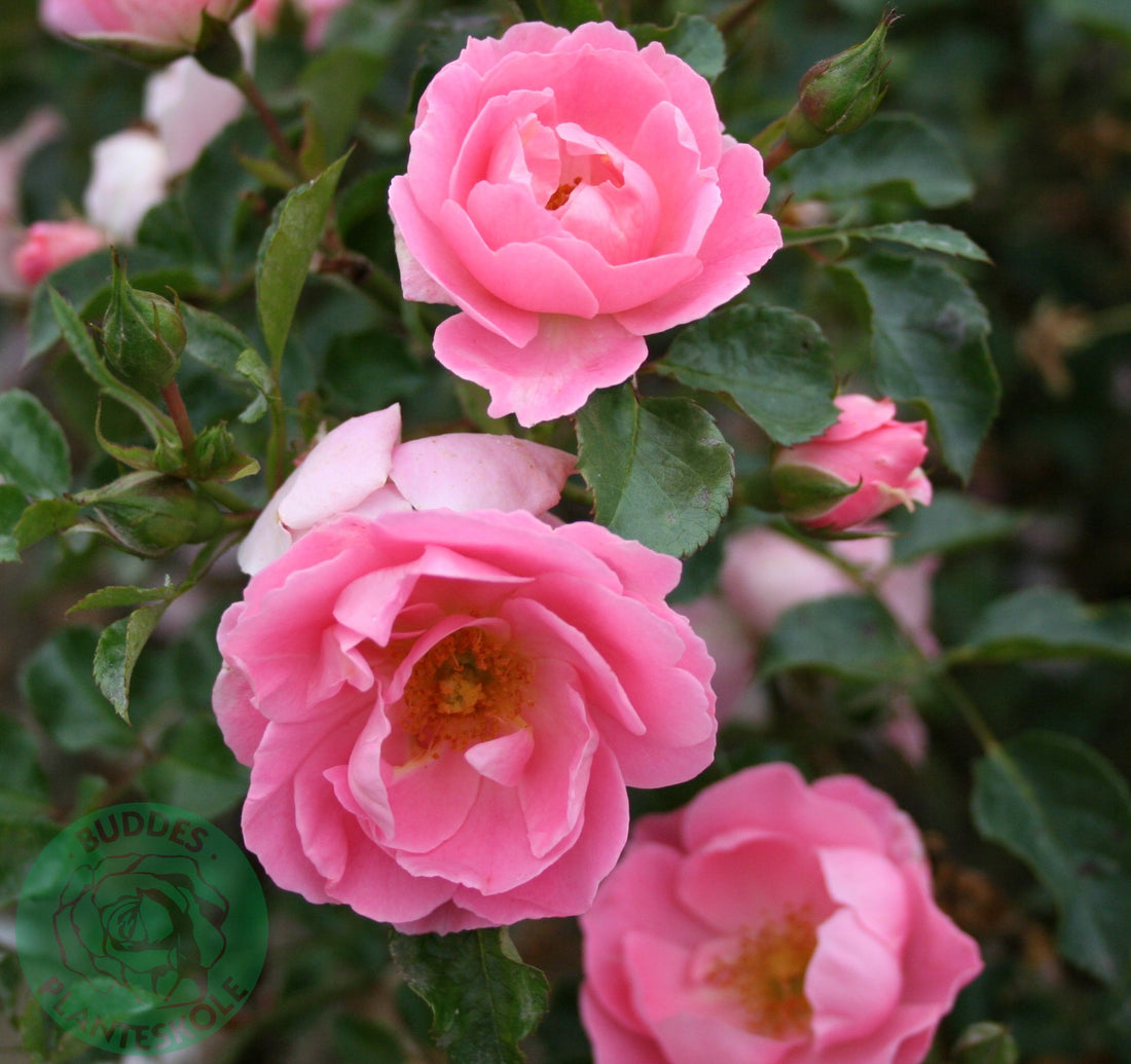 Rosa SOMMERWIND