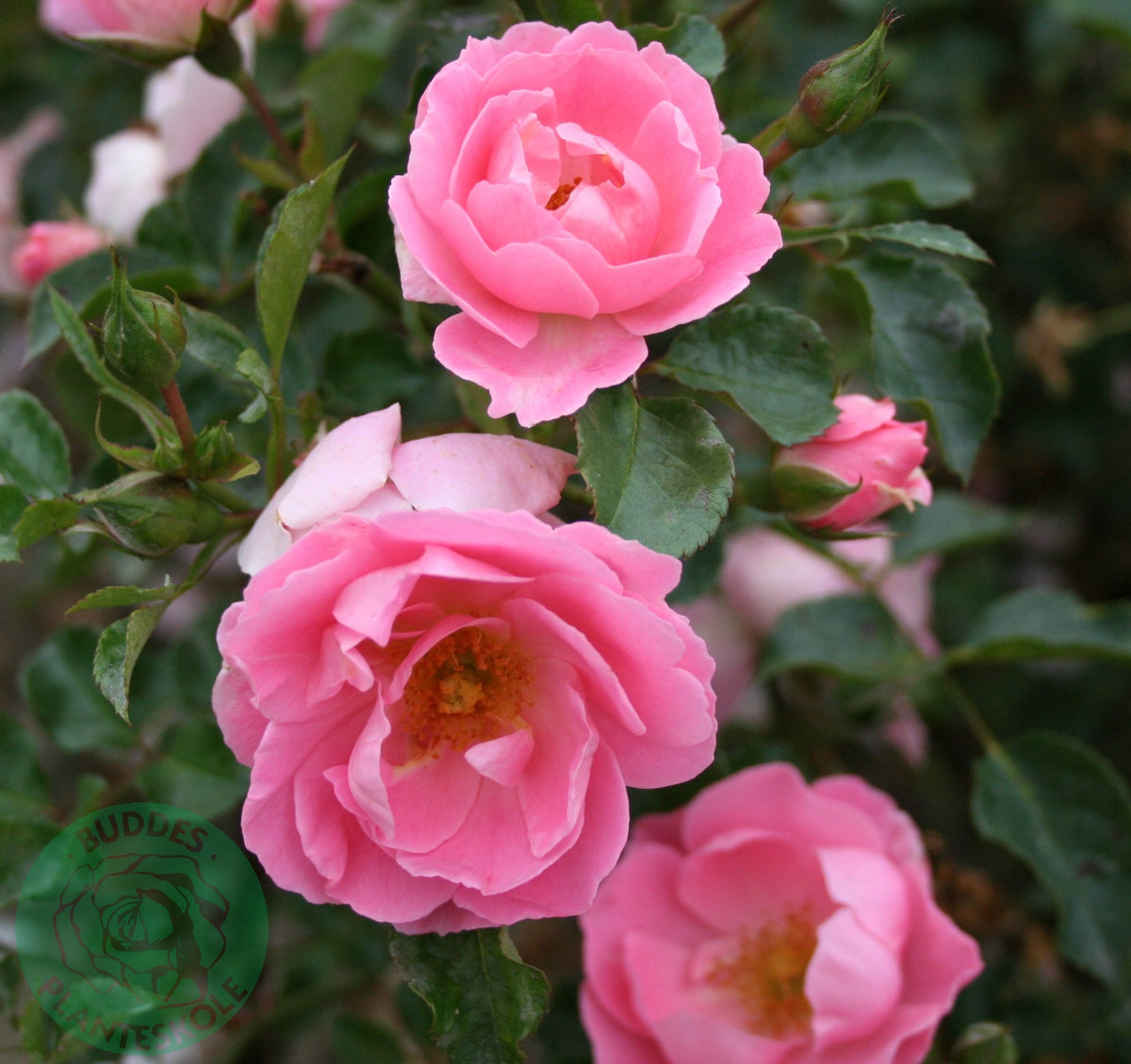 Rosa SOMMERWIND