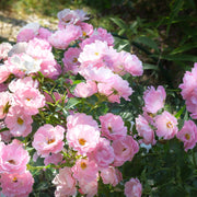 Rosa SOMMERWIND