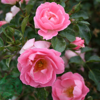 Rosa SOMMERWIND