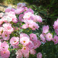 Rosa SOMMERWIND