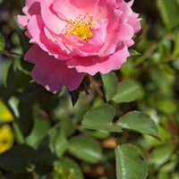Rosa SOMMERWIND