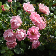 Rosa SOMMERWIND