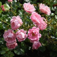Rosa SOMMERWIND