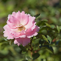 Rosa SOMMERWIND