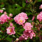Rosa 'The Fairy'