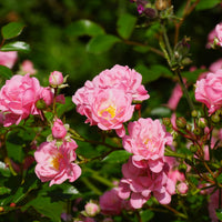 Rosa 'The Fairy'