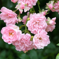 Rosa 'The Fairy'