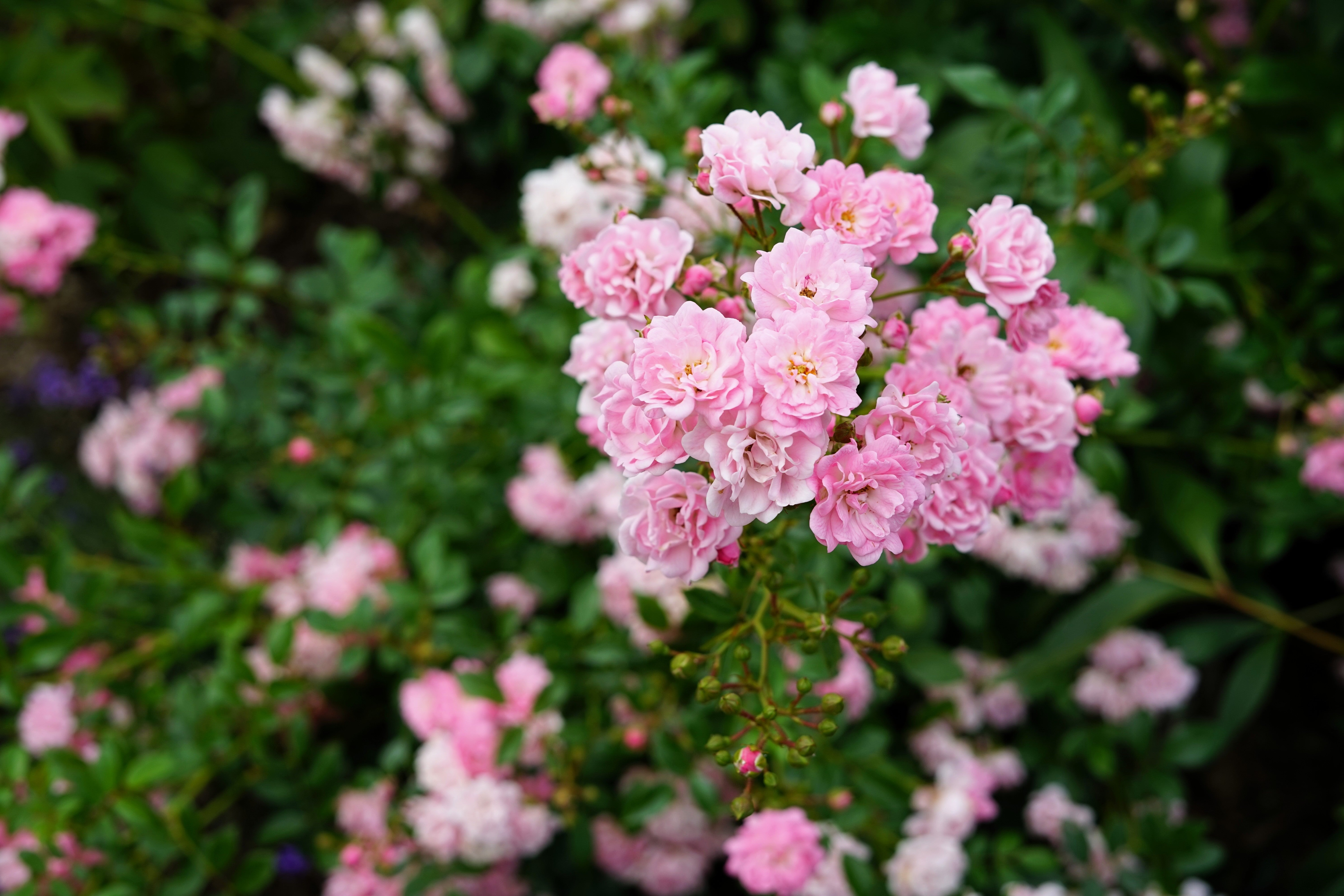 Rosa 'The Fairy'