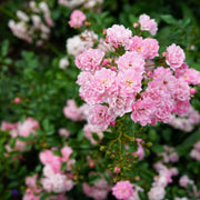 Rosa 'The Fairy'