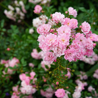 Rosa 'The Fairy'
