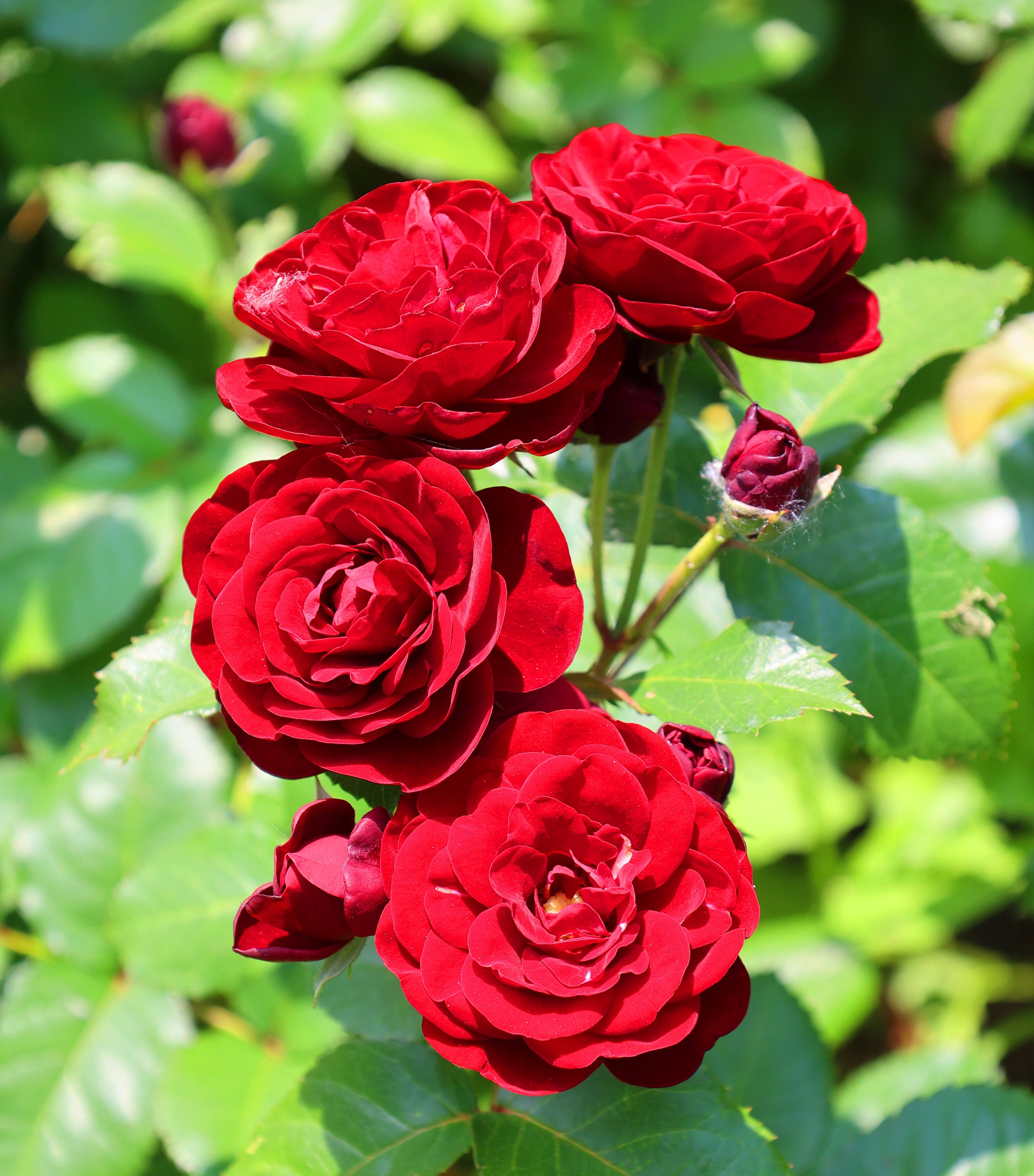 Rosa VELVET COVER®