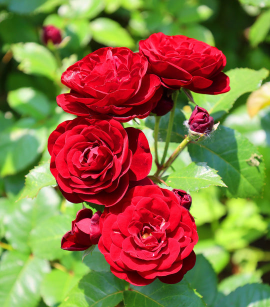 Rosa VELVET COVER®