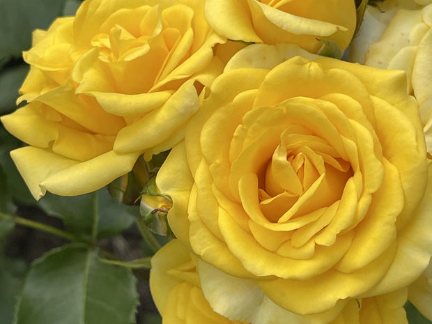 Rosa YELLOW FAIRY