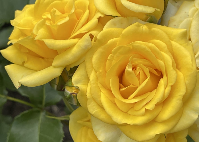 Rosa YELLOW FAIRY