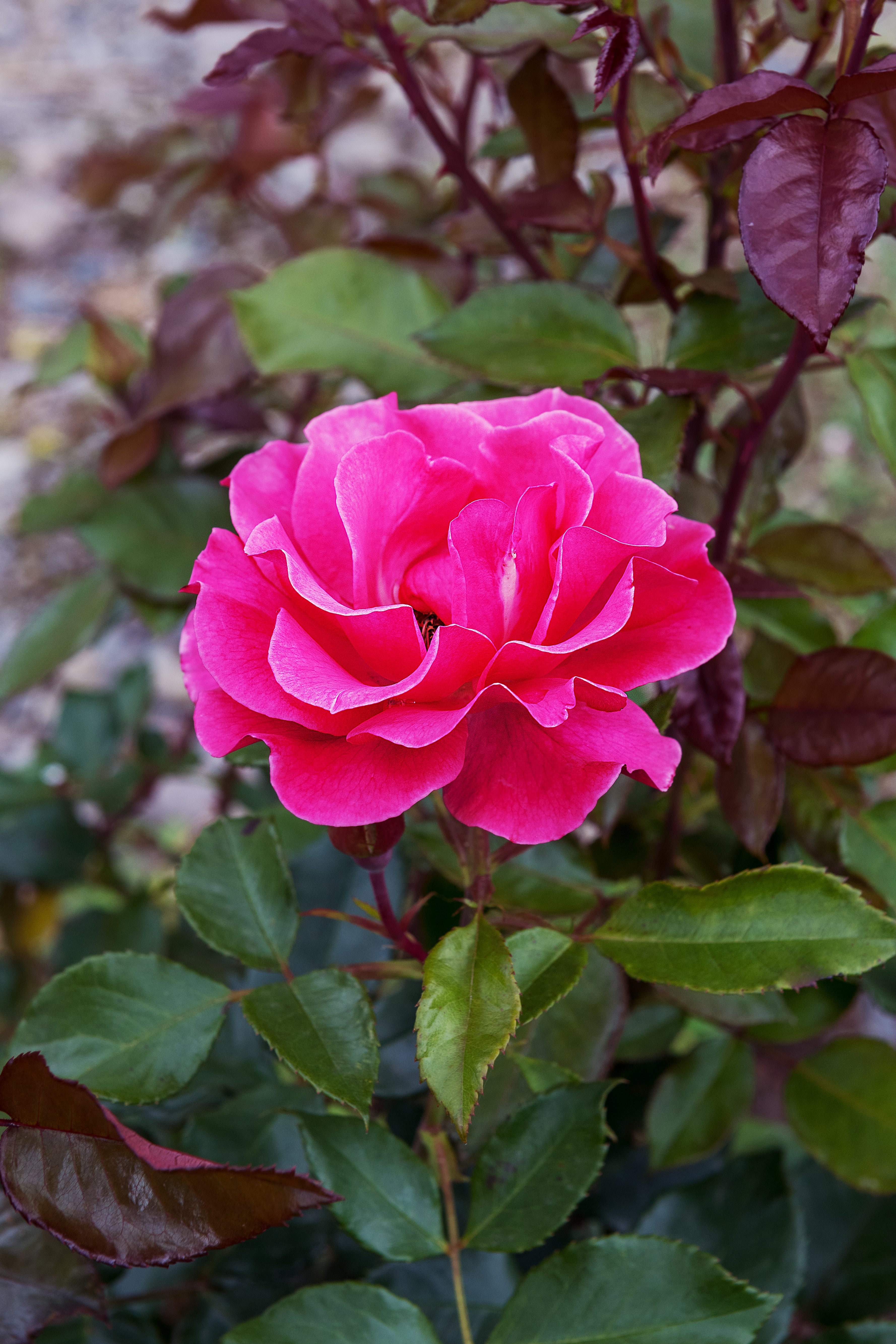 Rosa ROMANZE®