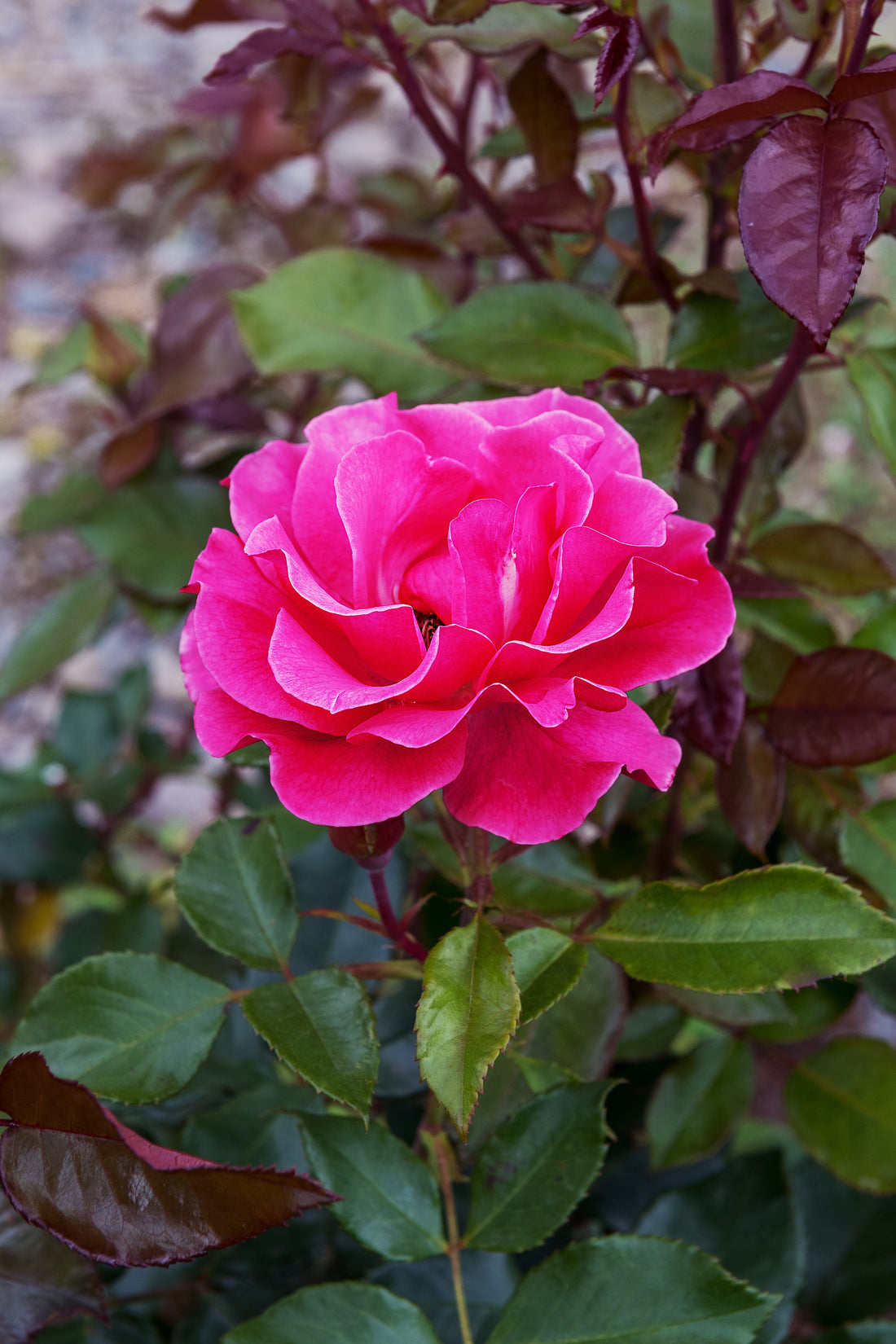 Rosa ROMANZE®