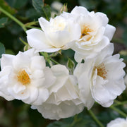 Rosa 'Climbing Iceberg' ('Climbing Schneewittchen')