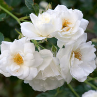 Rosa 'Climbing Iceberg' ('Climbing Schneewittchen')