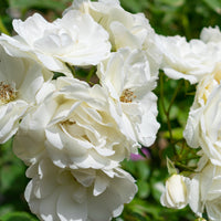 Rosa 'Climbing Iceberg' ('Climbing Schneewittchen')