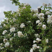 Rosa 'Climbing Iceberg' ('Climbing Schneewittchen')