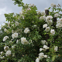 Rosa 'Climbing Iceberg' ('Climbing Schneewittchen')