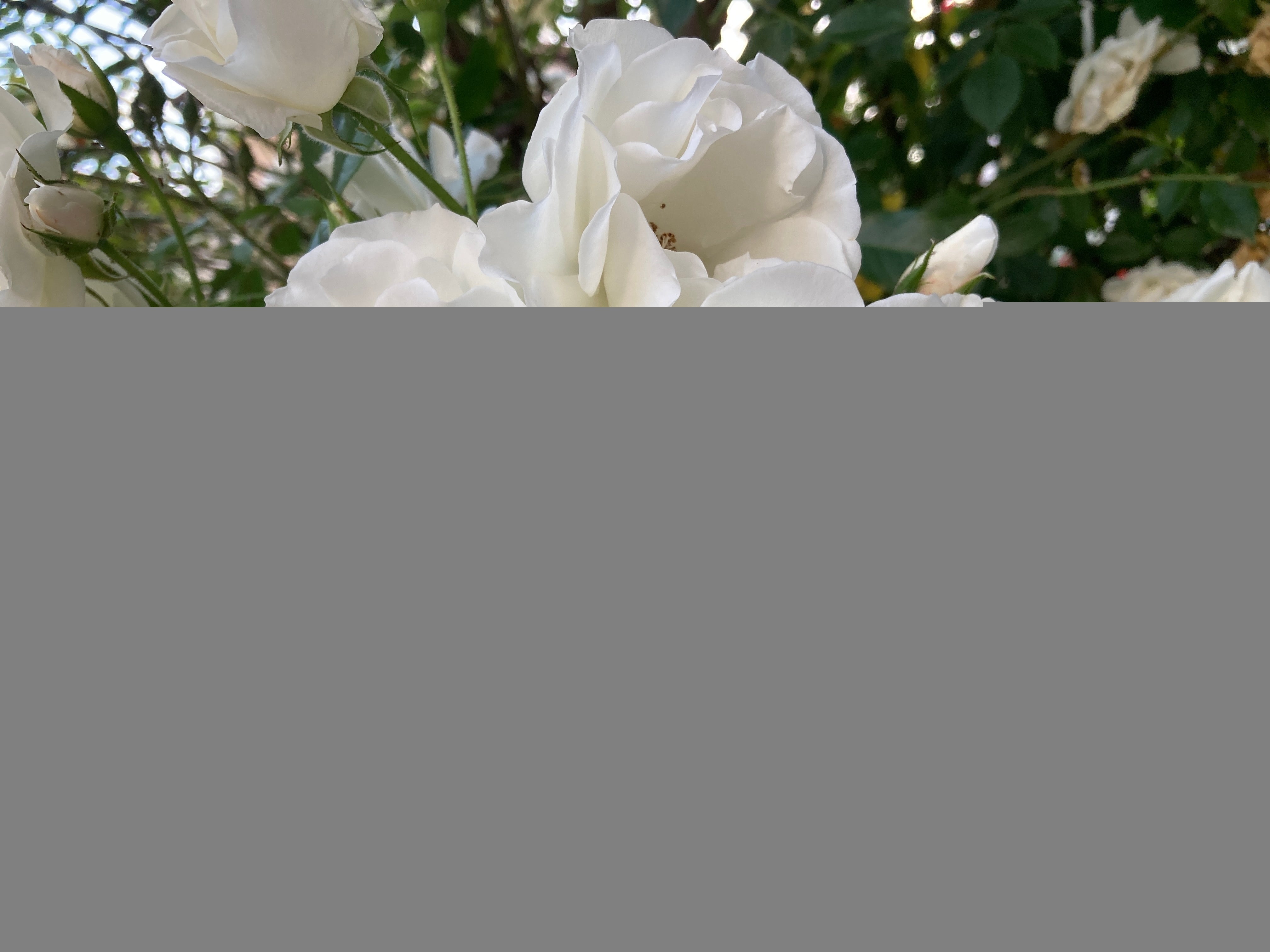 Rosa 'Climbing Iceberg' ('Climbing Schneewittchen')