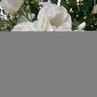 Rosa 'Climbing Iceberg' ('Climbing Schneewittchen')