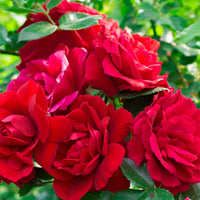 Rosa FLAMMENTANZ