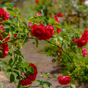 Rosa FLAMMENTANZ